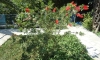 Villa PETRANOVIC, Budva, Apartmany
