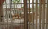 Apartamenty MILINOVIC, Bijela, Apartamenty