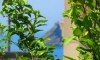 Apartamenty Almaja, Petrovac, Apartamenty