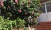 D&R Boreta, Budva, Apartmany