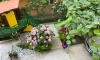 Apartmány Pericic, Sutomore, Apartmany