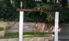 Pensjonat Buljarica, Buljarica, Apartamenty