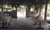 Apartamenty i pokoje CETKOVIC, Tivat, Apartamenty